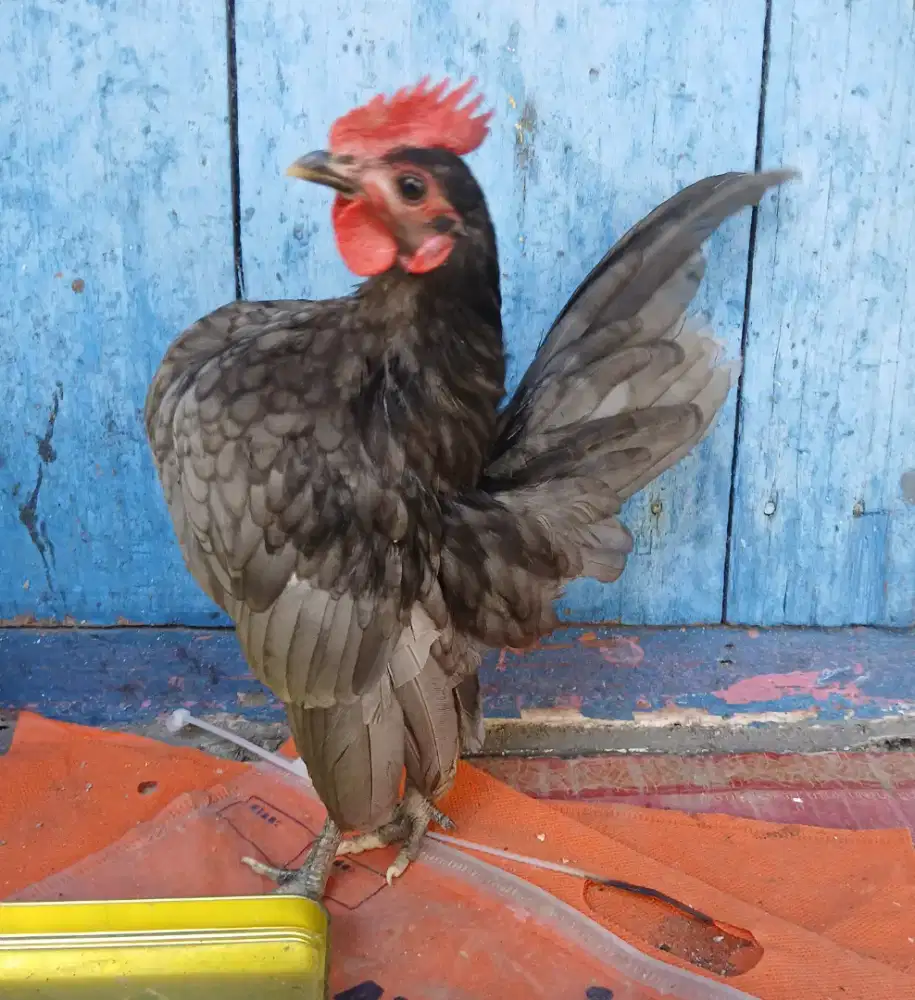 Ayam serama jantan abu
