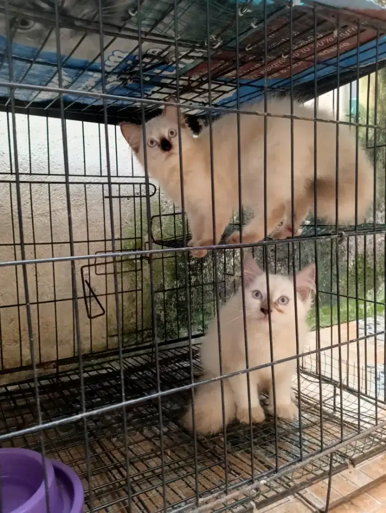 Lepas adop kucing
