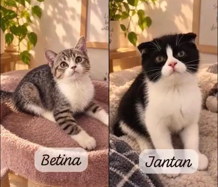 Kucing scottish fold x british shorthair sepasang