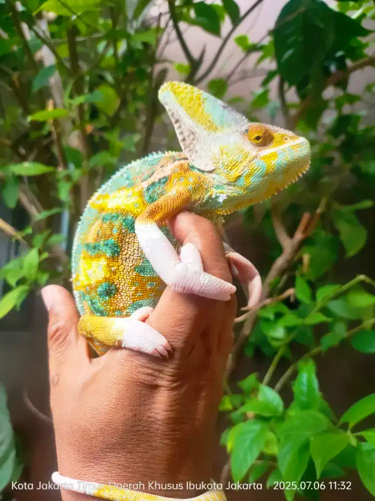 Cameleon jantan