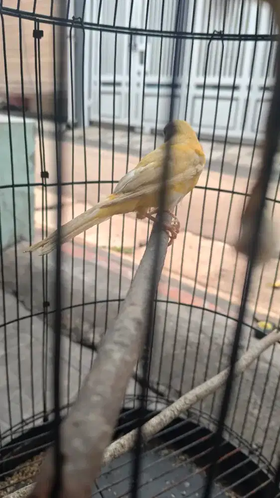 Burung kenari riwikan