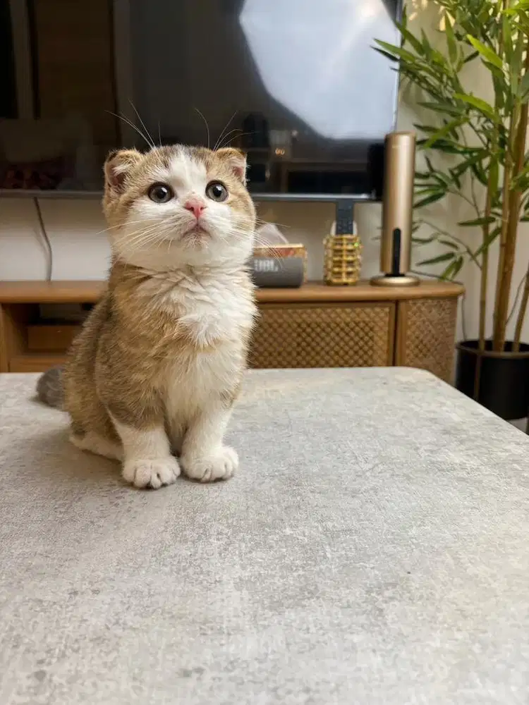 Kitten BSH Scottish Fold Betina 3 Bulan