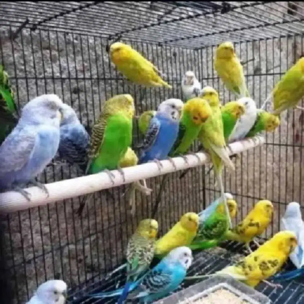 Burung Parkit Warna warni