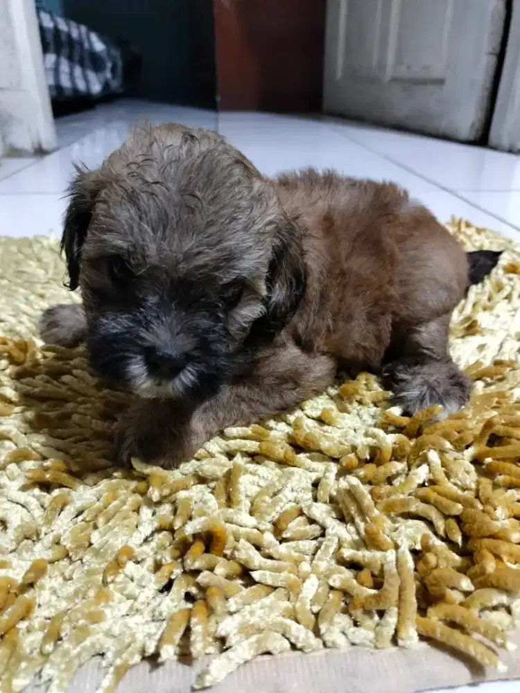 Anak anjing maltipoo