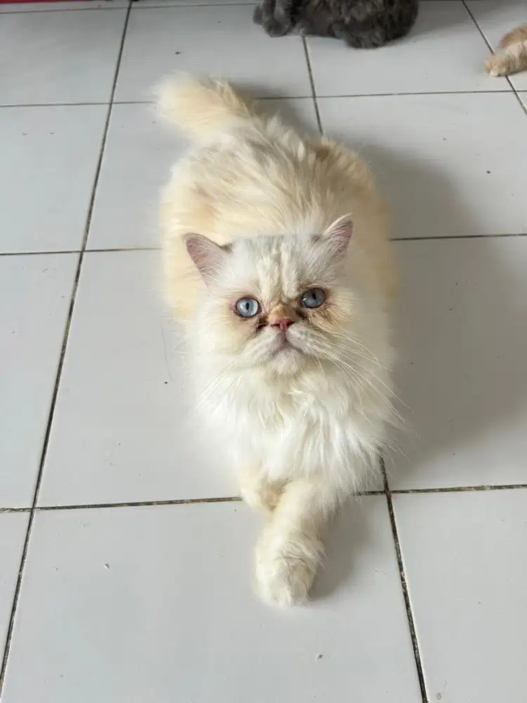 kucing himalaya red point jantan