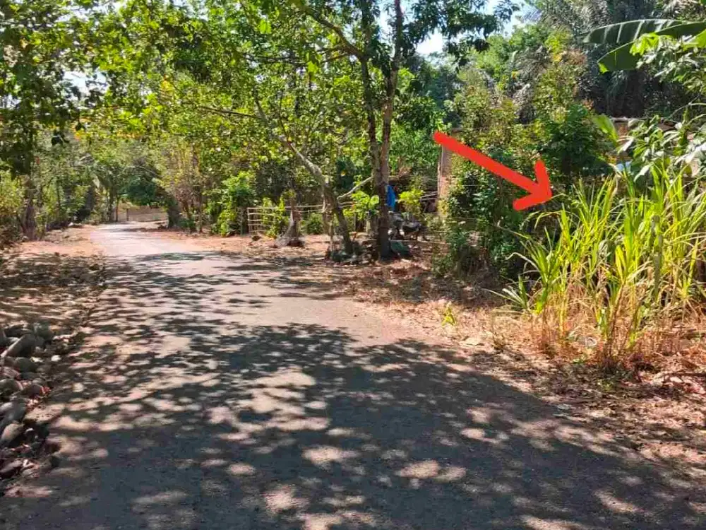 Kebun Produktif Pinggir Jalan Aspal Belapunranga