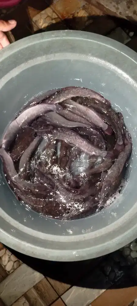 Lele konsumsi pakan full pellet