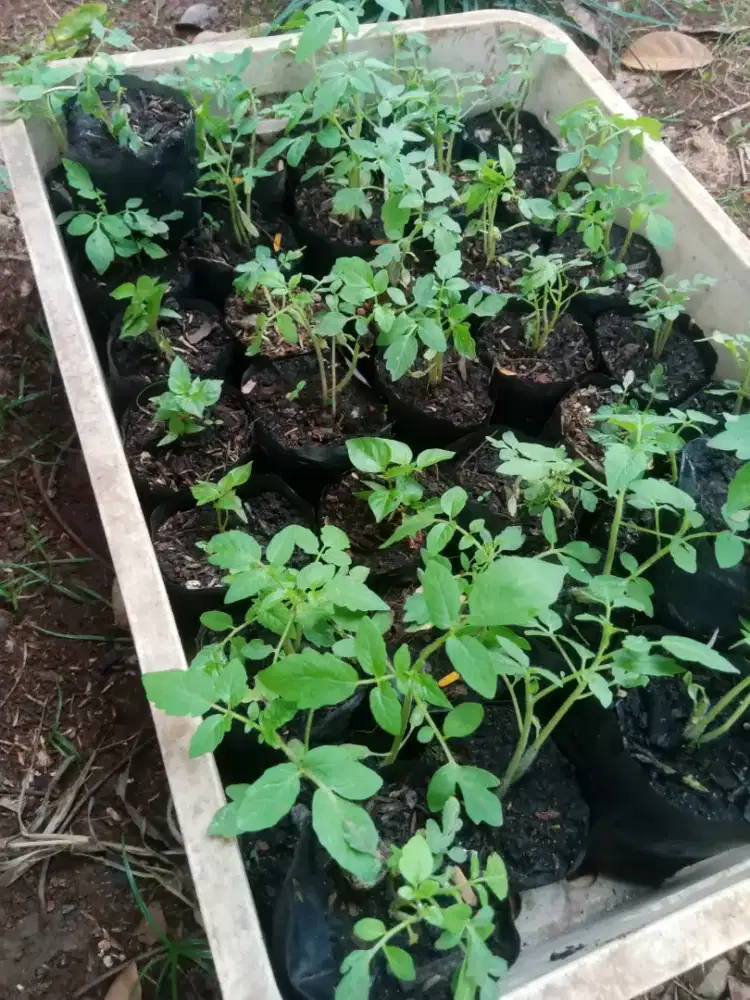 bibit pohon tomat