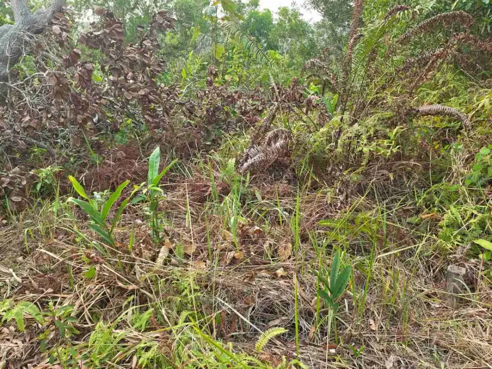 TANAH COCOK UNTUK RUMAH TINGGAL