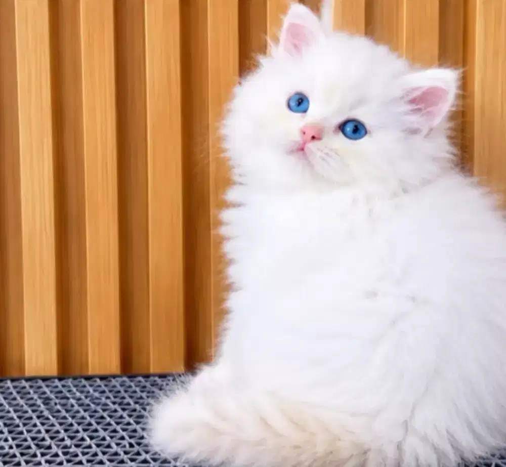 Ragdoll red point female 3 bulan