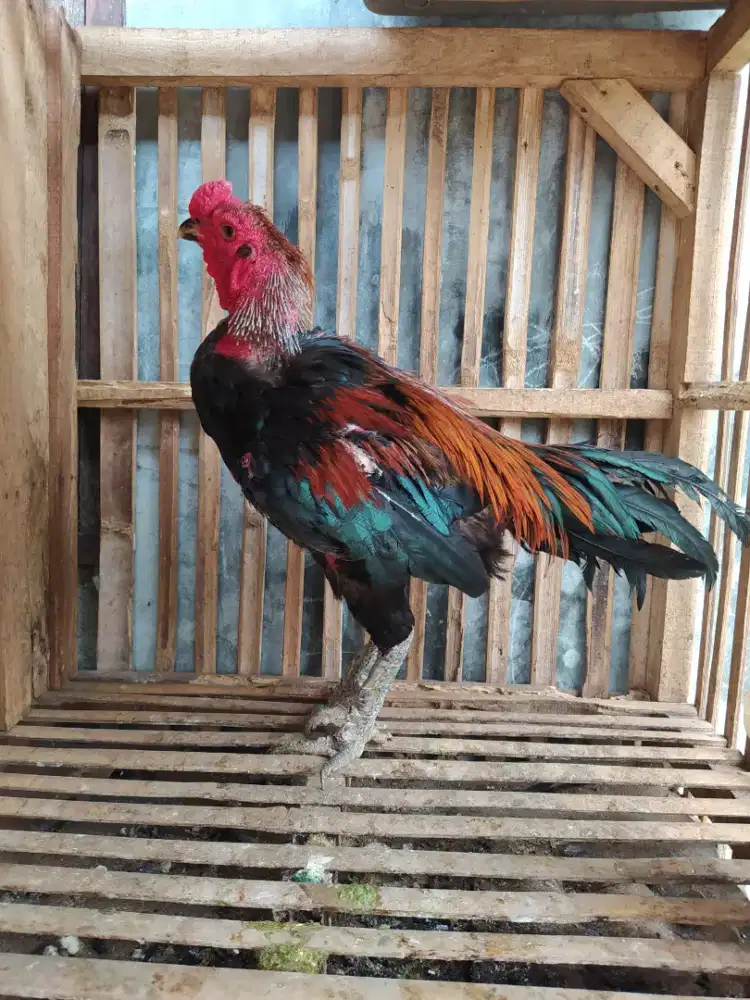 Ayam Bangkok hias ganoi kaki gunung x black bull pakhoy