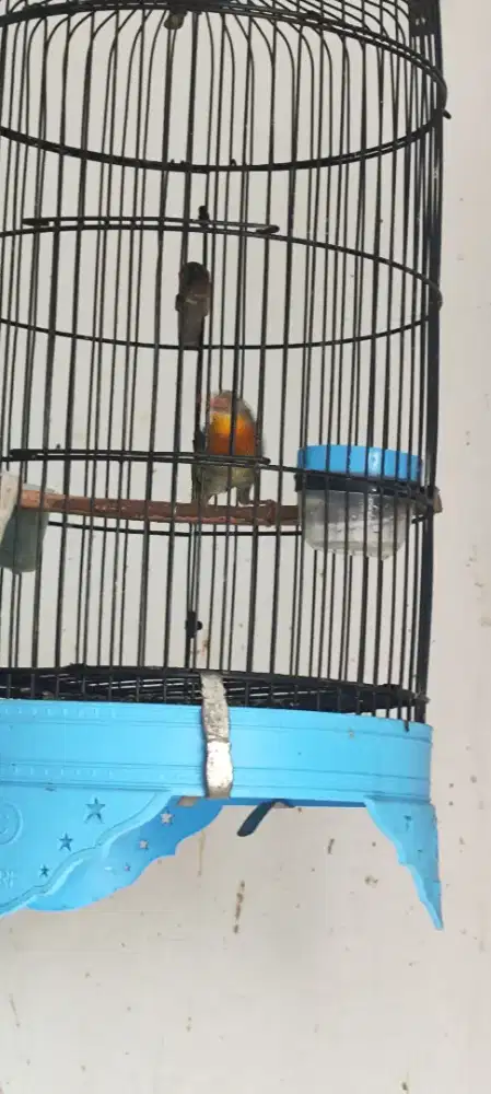 Robin jantan dua ekor