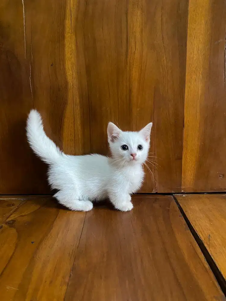 Ready for adopt munchkin jantan 2 bualn