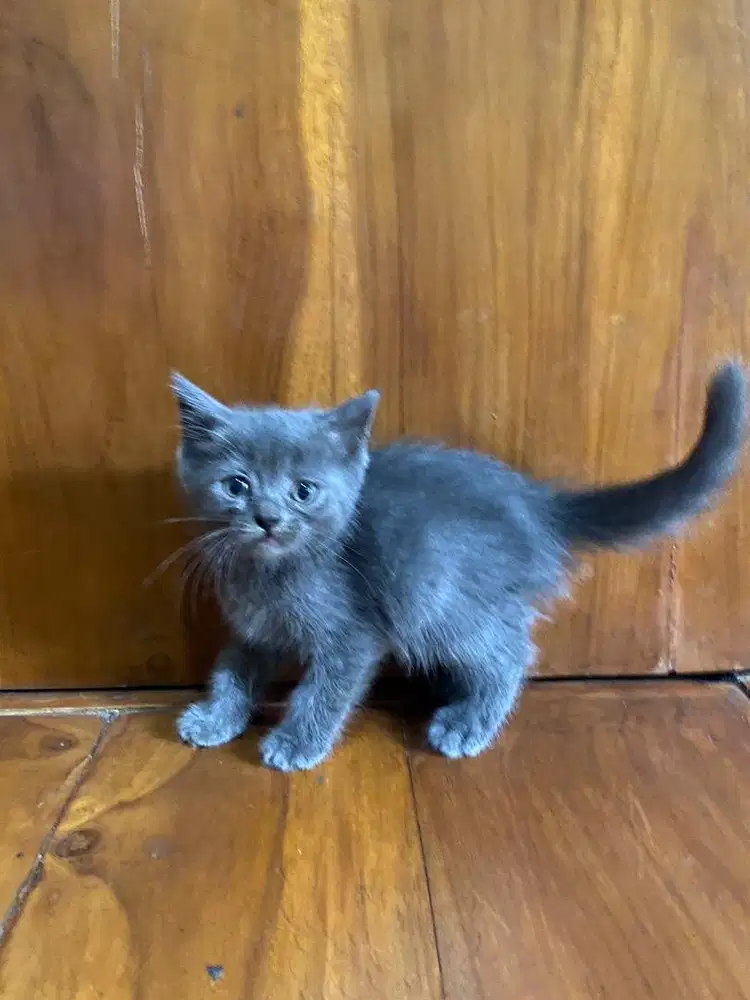 Ready for adopt scottish stright betina 2 bulan