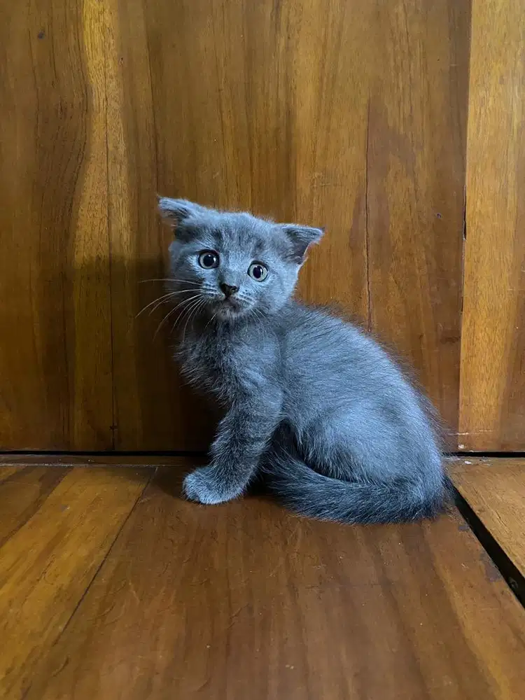 Ready for adopt scottish fold betina 2 bulan