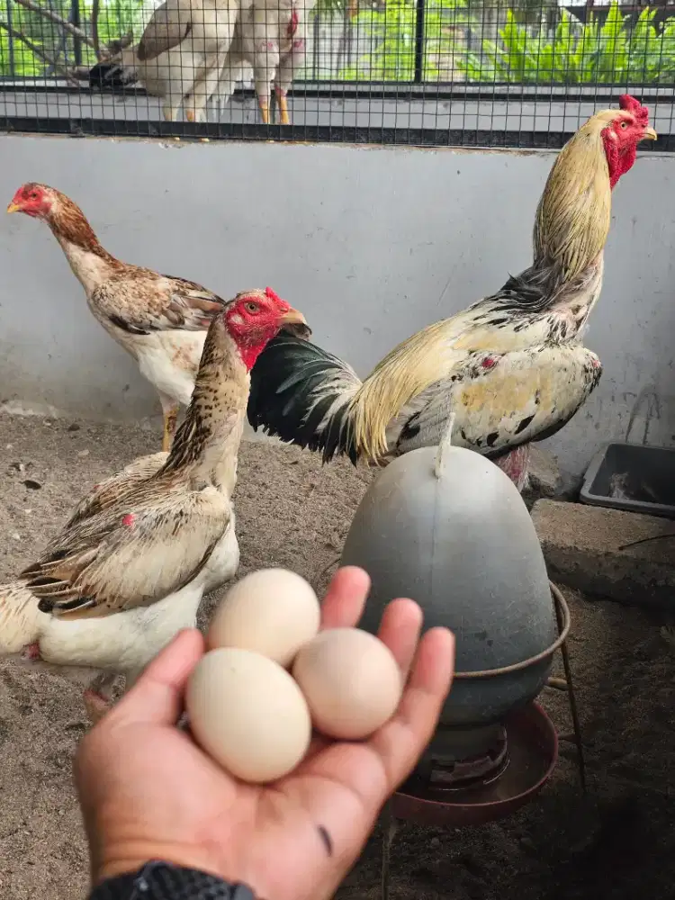 Ayam Indiogigante