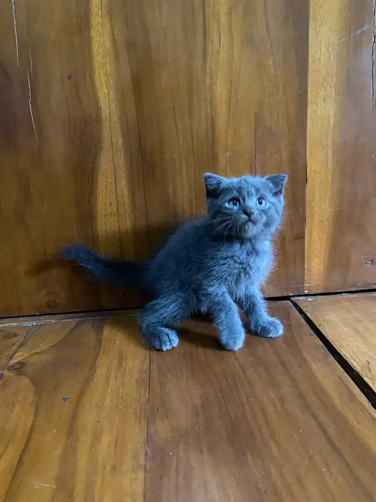 Ready for adopt scottish fold jantan 2 bulan