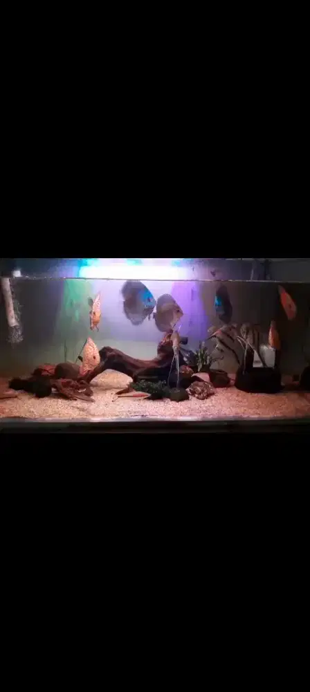 Ikan Discus borongan