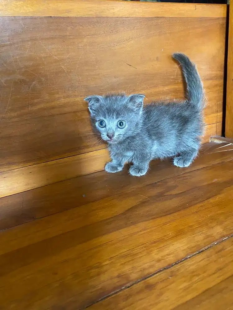Ready for adopt munchkin gaelic jantan 2 bulan