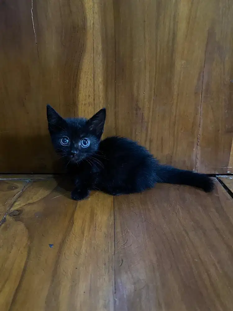 Ready for adopt munchkin betina 2 bulan