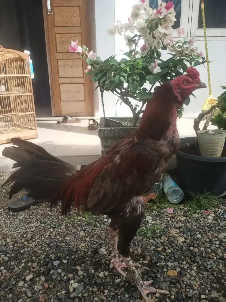 Kelabu api Koytrad