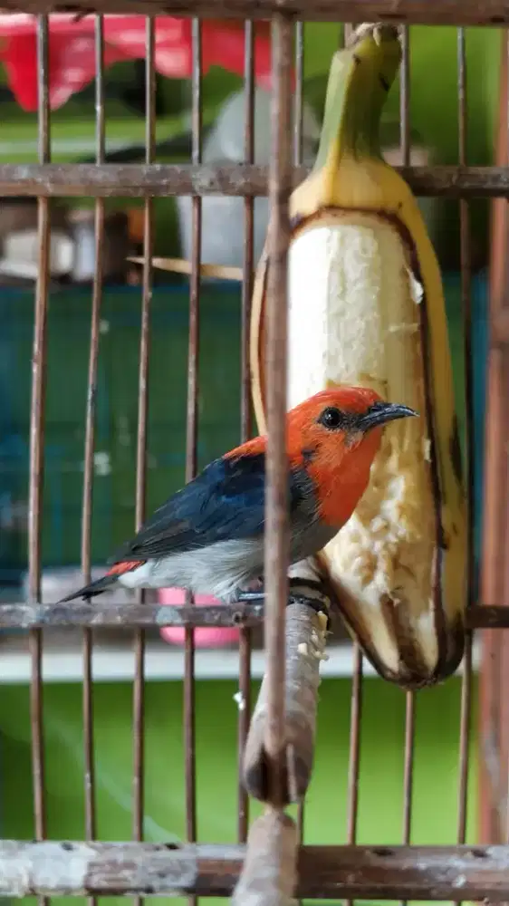 Burung Kemade jawa