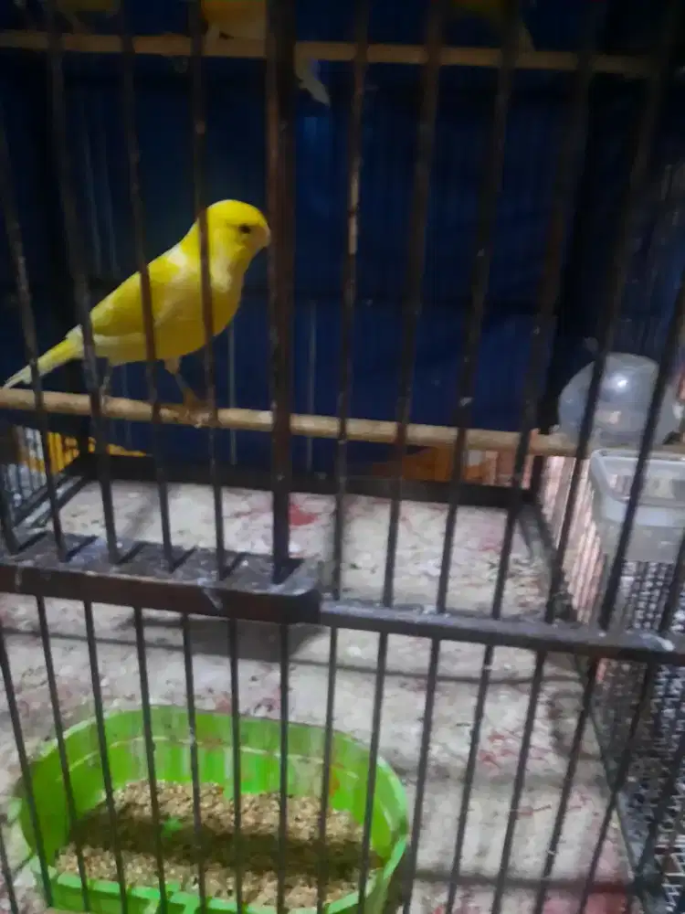 Kenari AF dewasa jantan tulen