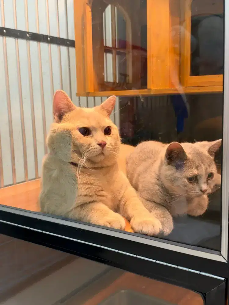 Kucing bsh kitten