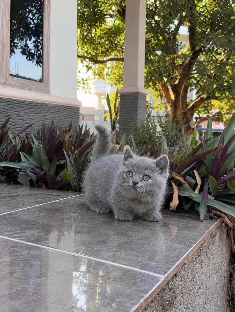 Kucing british shorthair munchkin kitten cebol bsh