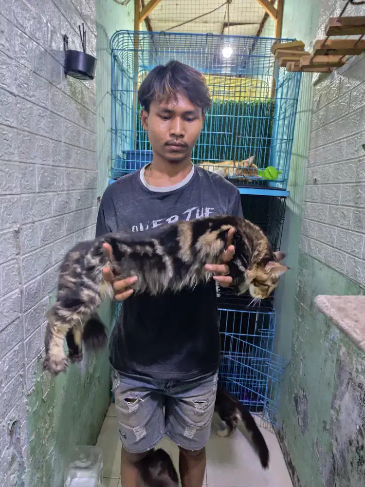 Kucing Mainecoone betina 7bulan siap buat jadi indukan