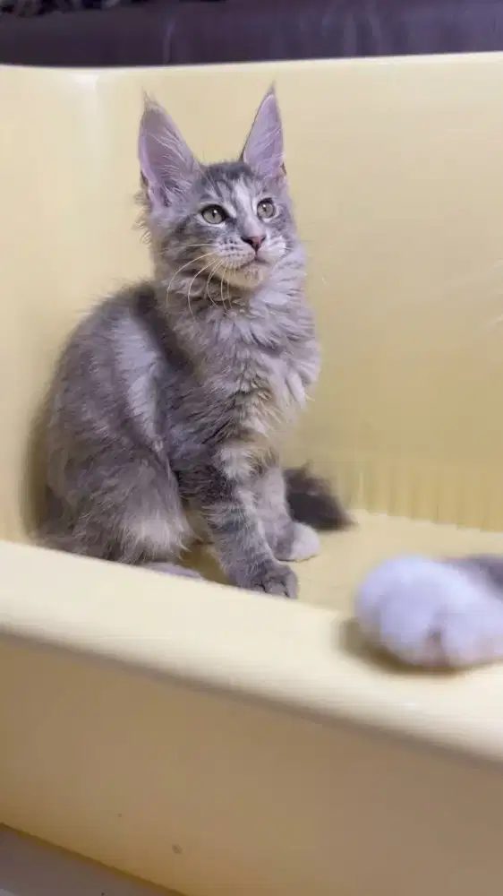 Mainecoon Betina