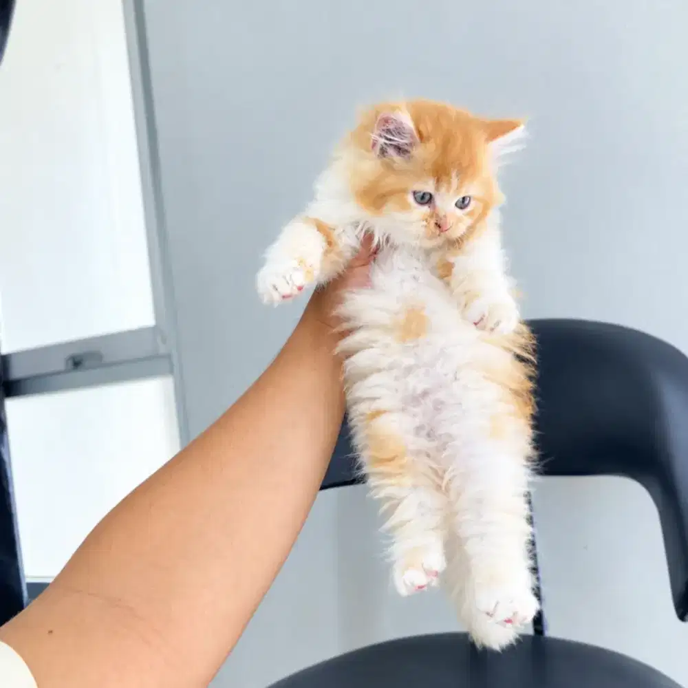 Kitten persia jantan 2bulan