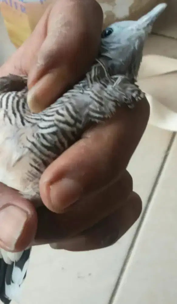 Perkutut kalung tepuk lokal alam