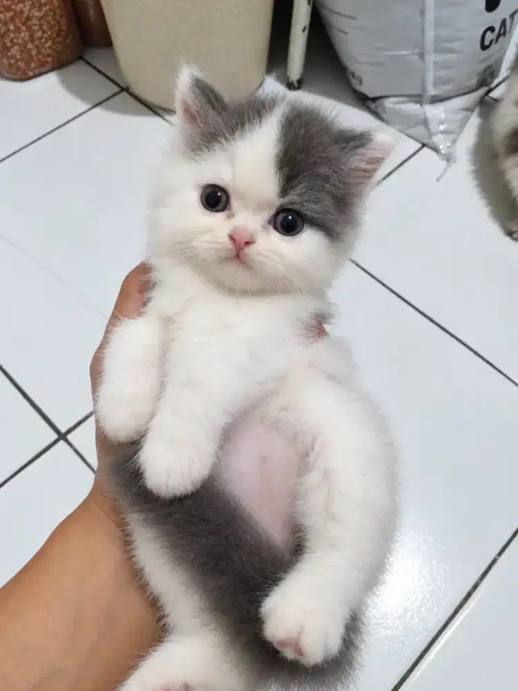 Kucing Persia Kitten