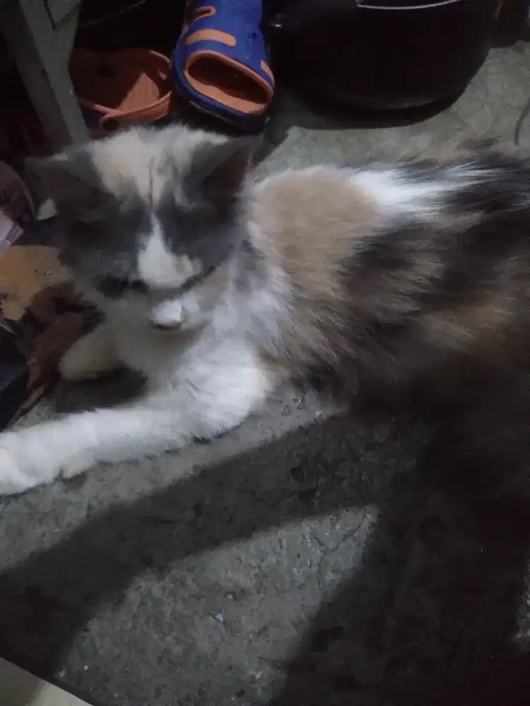 Kucing Indukan persia