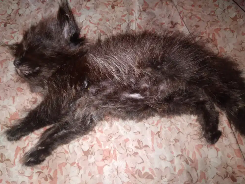 Anakan kucing persia mix anggora