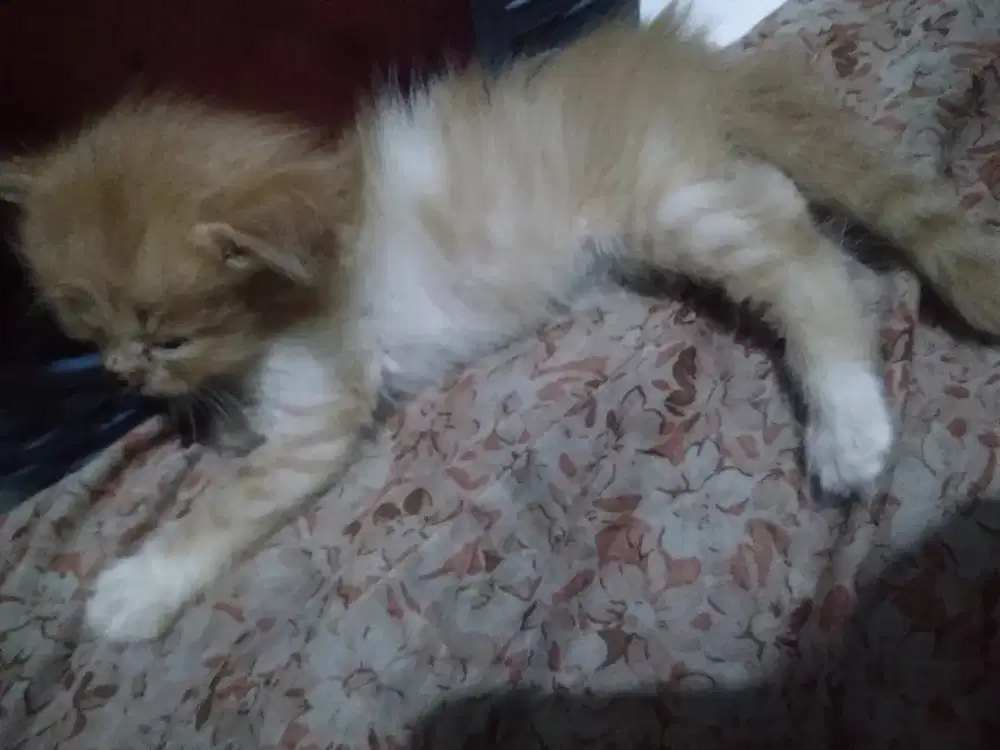 Anakan kucing persia dan anggora