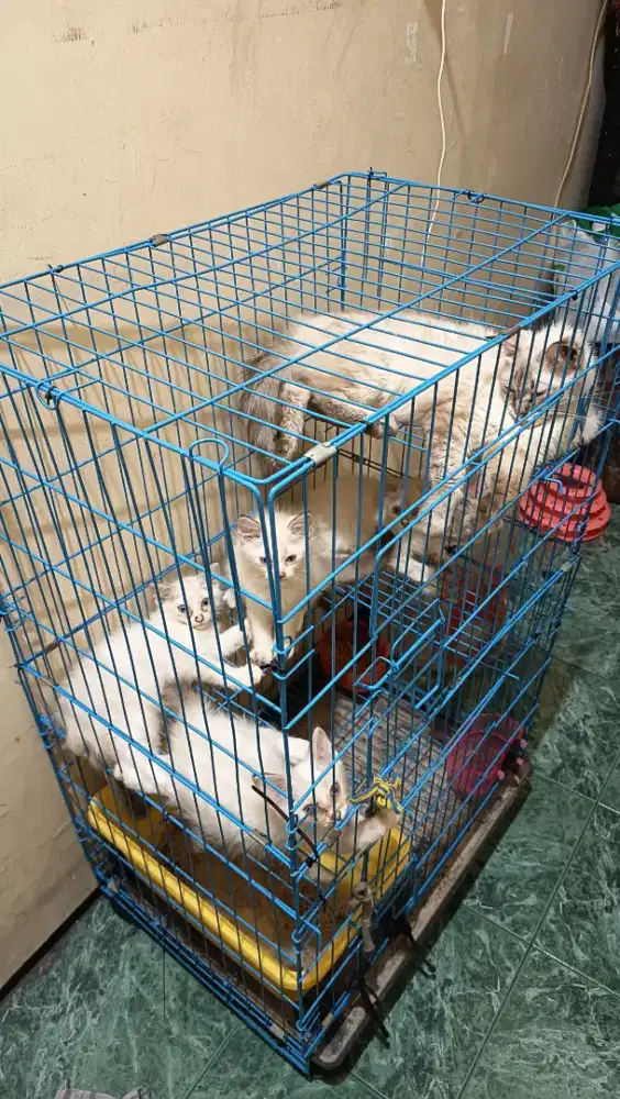kucing persia himalaya indukan+4anakan sepaket bonus kandang,nego