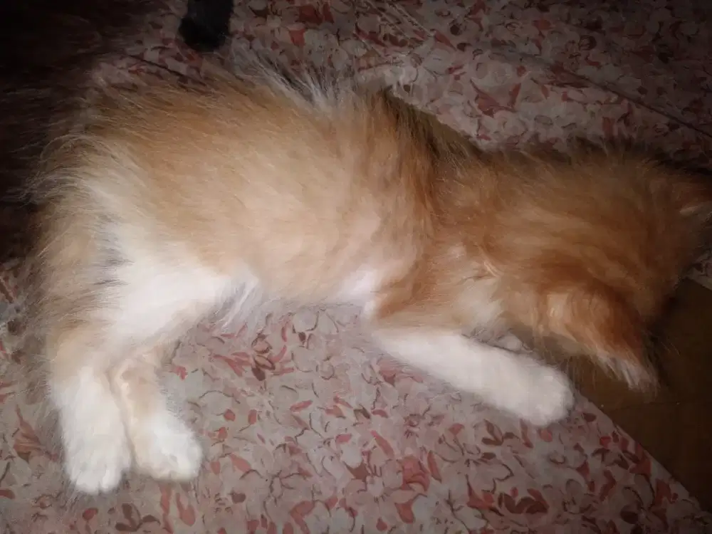 Anakan kucing anggora