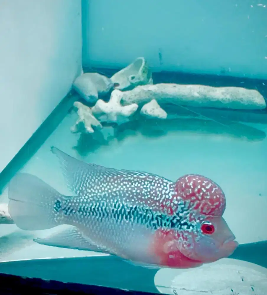 Ikan Louhan SRD