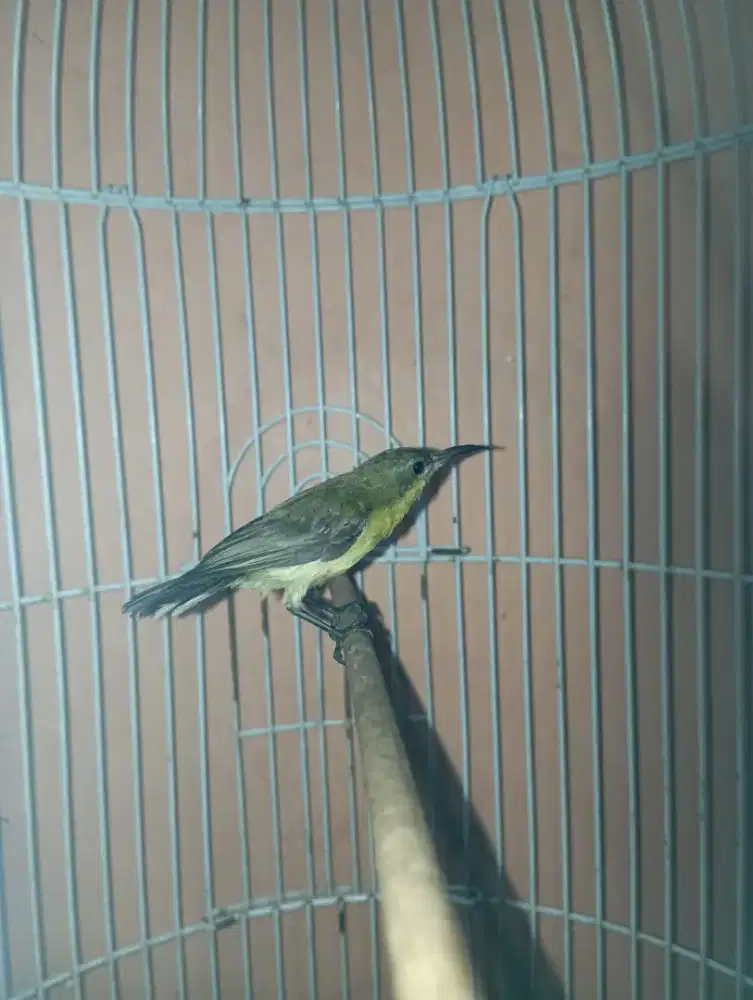 Burung so gon Betina rajin bunyi