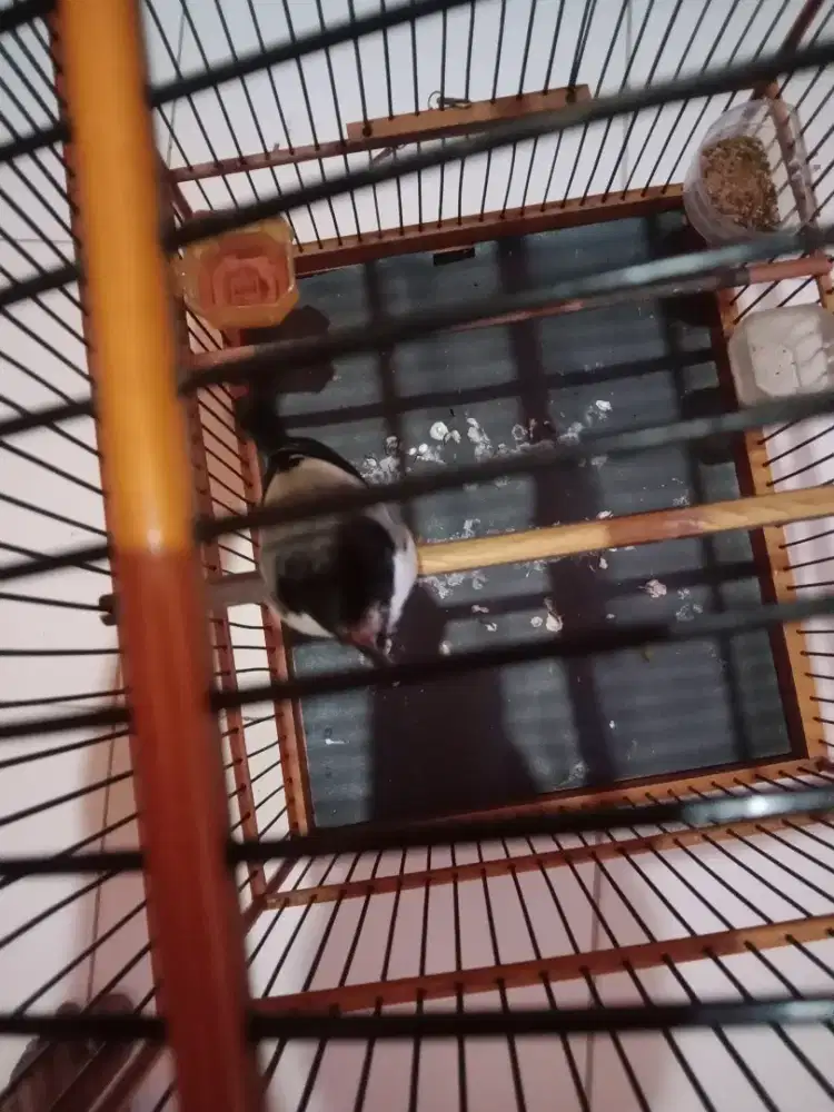 Pentet Pastol isian lumayak banyak
