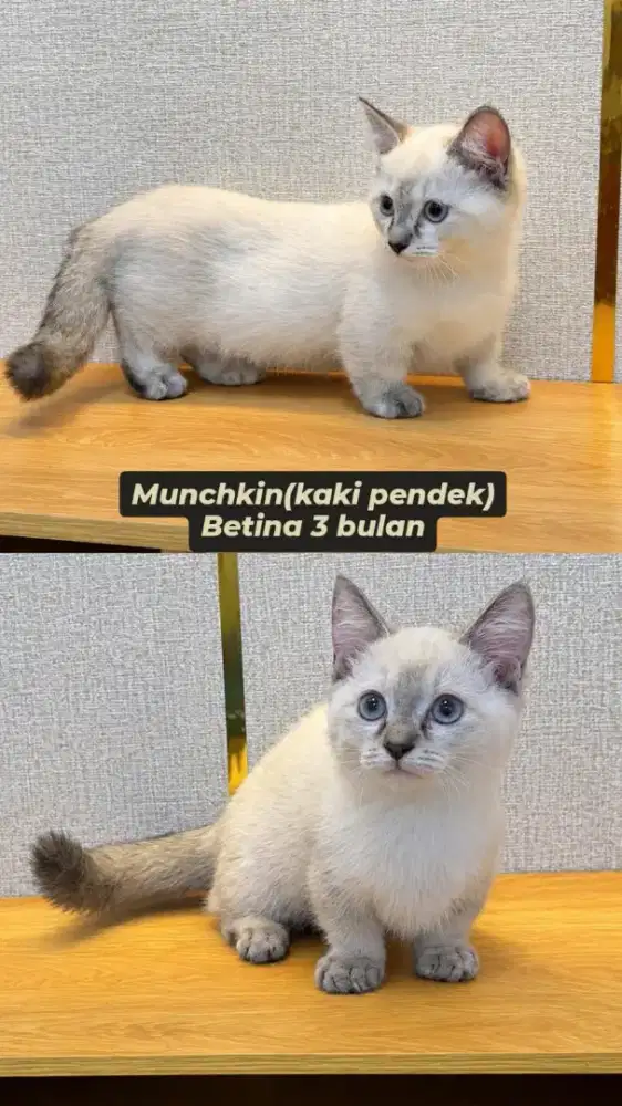 Kucing MUNCHKIN(kaki pendek)