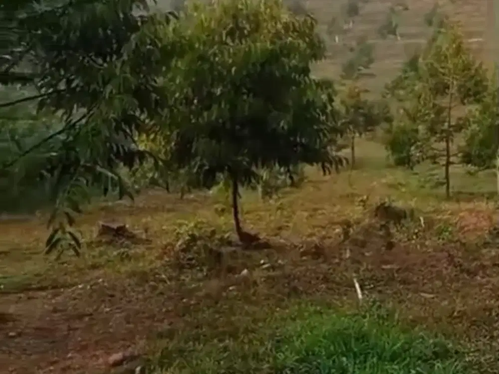 Dijual kebun durian buah premium aktif dengan view pegunungan Wonosalam, Jombang