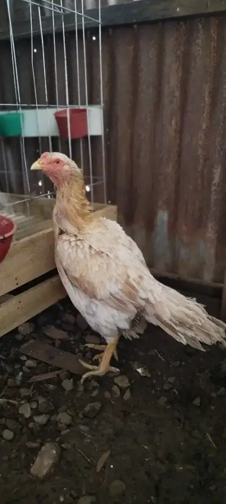Betina indukan ekor lidi jumbo