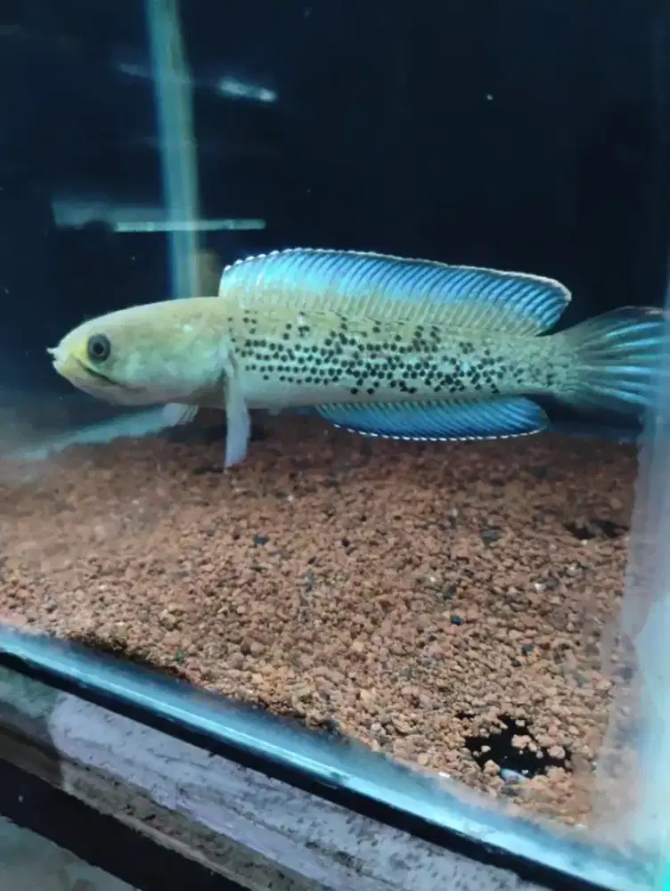 Channa stewarti full dot