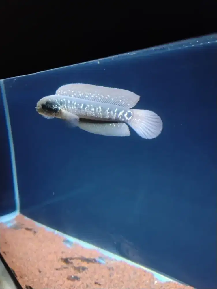 Channa asiatica hf