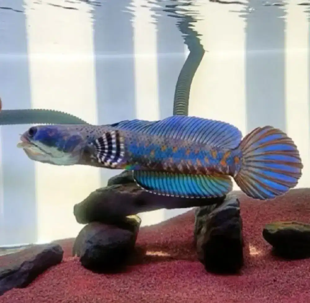 Channa blue pulchra