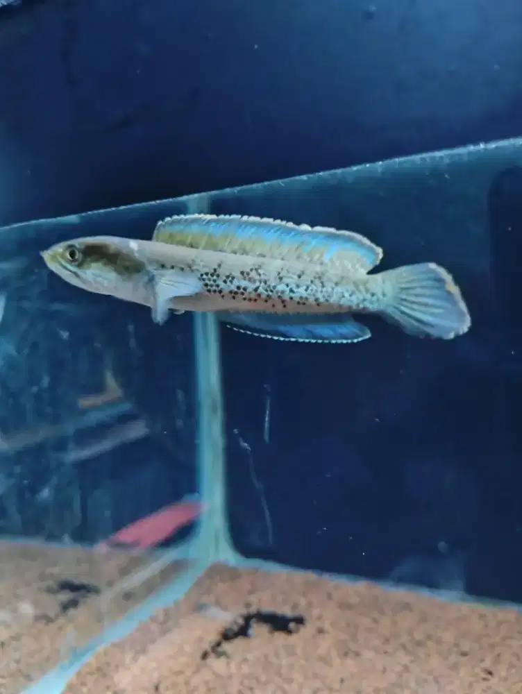 Channa stewarti gondrong