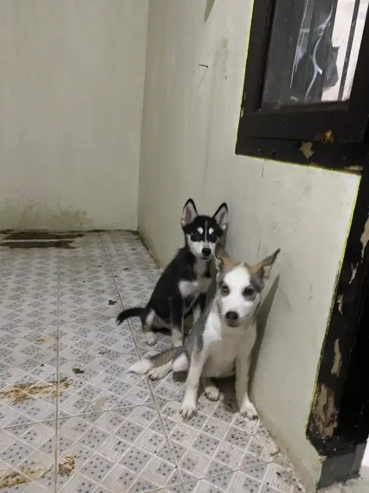 shiberian husky anakan